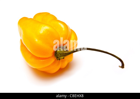 Scotch Bonnet Chilipfeffer oder karibischen Pfeffer isoliert auf einem weißen Studio-Hintergrund. Stockfoto