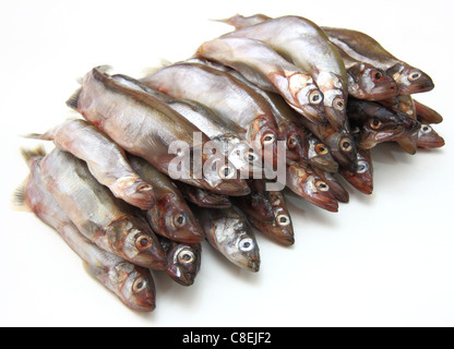 Frischer Fisch Sprotten Stockfoto