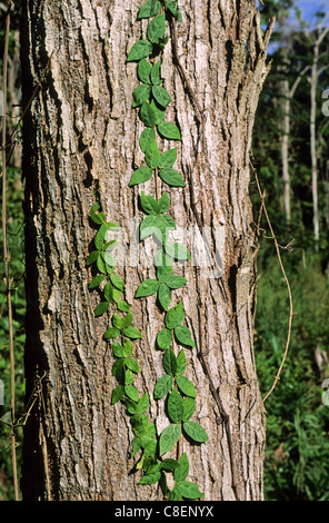 Amazonas, Brasilien. Graue Baumstamm mit grünen Kletterer, es aufwachsen. Lebendiger Wald. Stockfoto