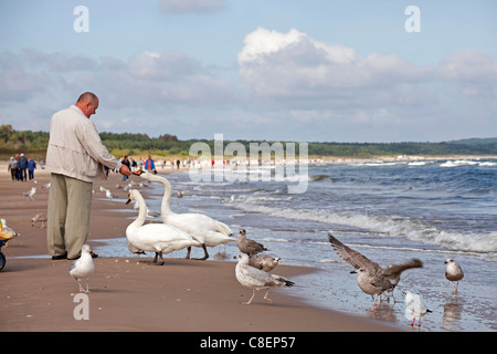 Mann, die Fütterung der Schwäne und Möwen am Strand des polnischen Seebad Swinemünde, Insel Usedom, Polen, Europa Stockfoto