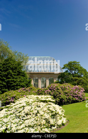 Das Palmenhaus, umgeben von Rhododendren und Hortensien in The Royal Botanic Garden Edinburgh, Schottland, Vereinigtes Königreich Stockfoto