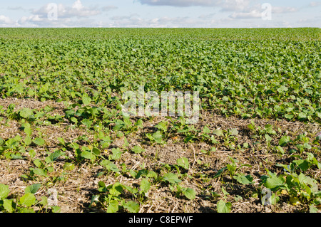 Bereich der neugepflanzten Zuckerrüben Stockfoto