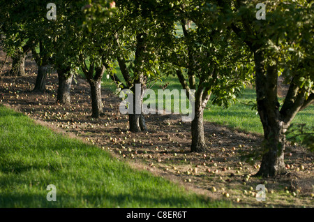 Mostäpfel bereit für die Ernte, Somerset, England, Vereinigtes Königreich Stockfoto