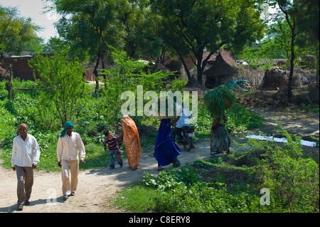 Indische Frauen tragen Futter für Tier füttern zurück in ihr Dorf nach der Arbeit auf den Feldern in Agra, Uttar Pradesh, Indien Stockfoto