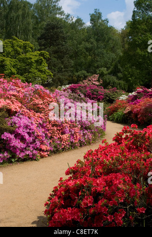Azaleen und Rhododendren, Isabella Plantation, Richmond Park, Richmond, Surrey, England, Vereinigtes Königreich Stockfoto