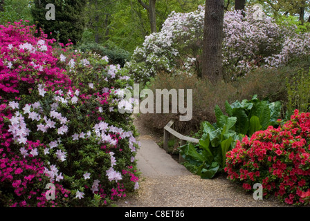 Azaleen und Rhododendren, Isabella Plantation, Richmond Park, Richmond, Surrey, England, Vereinigtes Königreich Stockfoto