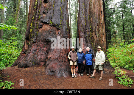 Familie, North Grove Trail, Calaveras Big Tree, State Park, Kalifornien, USA, Amerika, Bäume, Holz, Wald Stockfoto