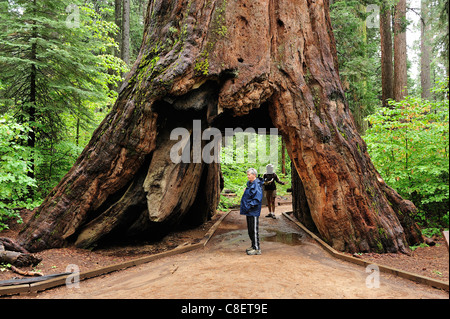 Familie, North Grove Trail, Calaveras Big Tree, State Park, Kalifornien, USA, Amerika, Tunnel, Bäume, Holz, Wald, Stockfoto