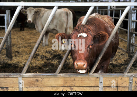 Kühe grasen auf Stroh in einer Scheune Hof. Stockfoto