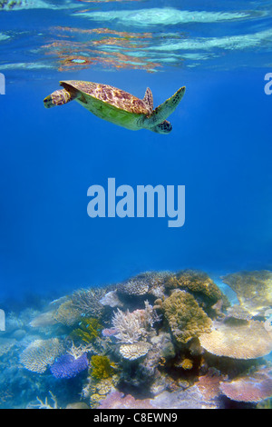 Grüne Schildkröte und Korallen im Meer am Great Barrier Reef, Australien Stockfoto