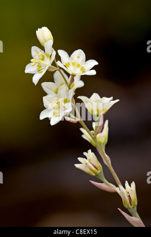 Berg Tod Camas (elegante Deathcamas) (Alkali Grass) (Zigadenus Elegans, Glacier National Park, Montana, USA Stockfoto