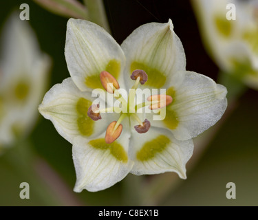 Berg Tod Camas (elegante Deathcamas) (Alkali Grass) (Zigadenus Elegans, Glacier National Park, Montana, USA Stockfoto