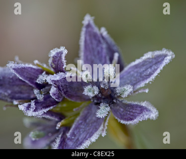 Sterne Enzian (Felwort) (Swertia Perennis) mit Frost, Colorado State Forest State Park, Colorado, Vereinigte Staaten von Amerika Stockfoto