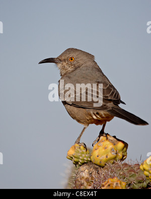 Kurve-billed Thrasher (Toxostoma Curvirostre, Rockhound State Park, New Mexico, Vereinigte Staaten von Amerika Stockfoto