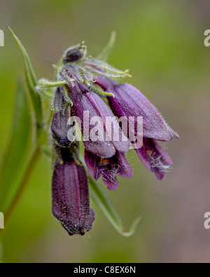 Whipple Penstemon, Cottonwood Pass, Collegiate Peaks Wilderness, Gunnison National Forest, Colorado, USA Stockfoto