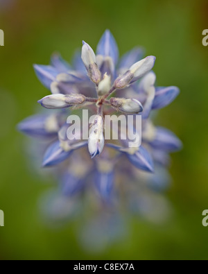 Lodgepole Lupine (Lupinus Parviflorus, Cottonwood Pass, Collegiate Peaks Wilderness, Gunnison National Forest, Colorado, USA Stockfoto