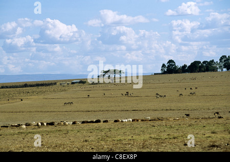 In der Nähe von Nairobi, Kenia. Herden von Gnus (Gnu, Connochaetes Taurinus) und Hausrind auf überweideten Ebenen. Stockfoto