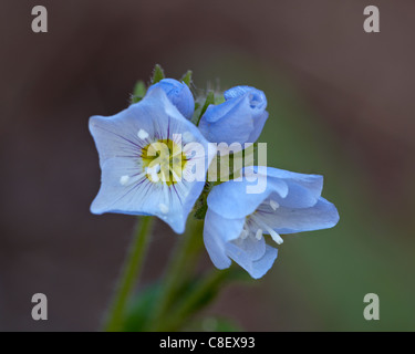 Jakobsleiter (Polemonium Pulcherrimum, Gunnison National Forest, Colorado, Vereinigte Staaten von Amerika Stockfoto