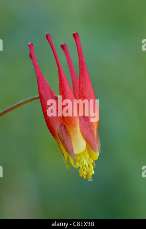 Rocky Mountain rot Akelei (Aquilegia Elegantula, Gunnison National Forest, Colorado, Vereinigte Staaten von Amerika Stockfoto