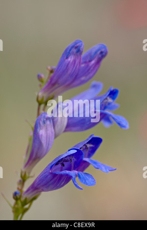 Einseitig Penstemon (Sidebells Penstemon) (Penstemon Secundiflorus, Gunnison National Forest, Colorado, USA Stockfoto