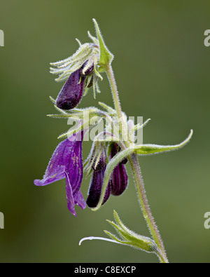 Whipple Penstemon (Penstemon Whippleanus, Gunnison National Forest, Colorado, Vereinigte Staaten von Amerika Stockfoto