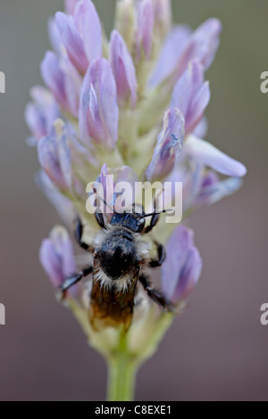 Amerikanische Hummel (Bombus Pennsylvanicus, Red Feather Lakes District, Roosevelt National Forest, Colorado, USA Stockfoto