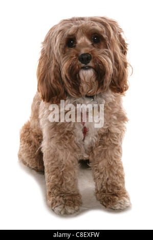 Cockerpoo Single Erwachsenen sitzen in einem Studio UK Stockfoto