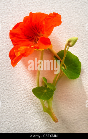 Frische blühende Kapuzinerkresse Blumen Stockfoto