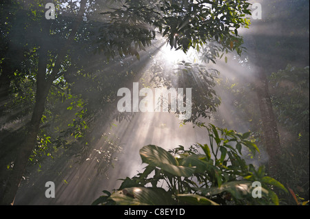 Wald, Nebel, Chaolem Rattanakosin, Nationalpark, Thailand, Asien, Bäume, Sonnenstrahlen Stockfoto