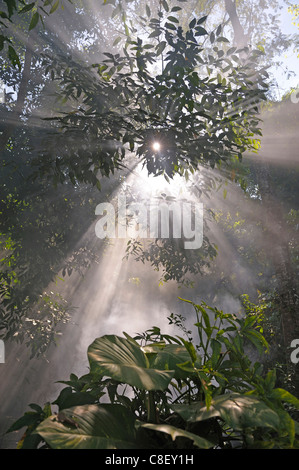 Wald, Nebel, Chaolem Rattanakosin, Nationalpark, Thailand, Asien, Bäume, Sonnenstrahlen Stockfoto