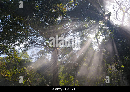 Wald, Nebel, Chaolem Rattanakosin, Nationalpark, Thailand, Asien, Bäume, Sonnenstrahlen Stockfoto