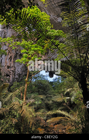 Tham Lod Yai, Höhle, Chaolem Rattanakosin, Nationalpark, Thailand, Asien, Bäume Stockfoto