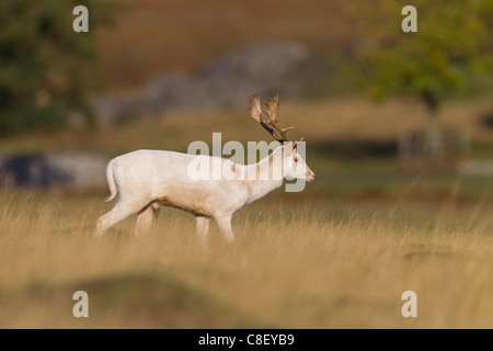 Damwild. Dama Dama (Artiodactyla) Hirsch Stockfoto