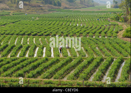 Tomaten, Felder, in der Nähe von Nakop, Thailand, Asien, Landwirtschaft Stockfoto