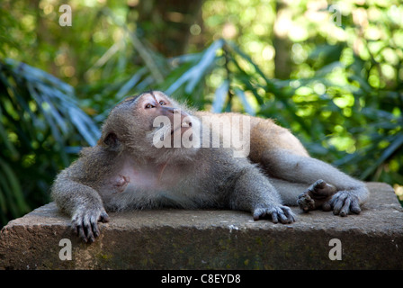 Makaken-Affen im Wald von Ubud, Bali Stockfoto