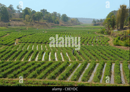 Tomaten, Felder, in der Nähe von Nakop, Thailand, Asien, Landwirtschaft Stockfoto