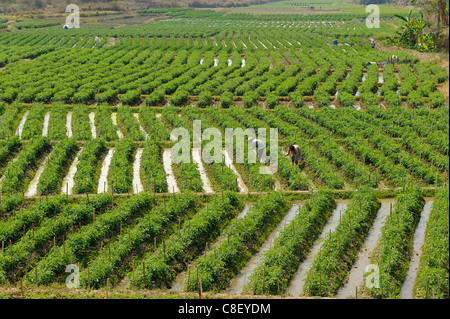 Tomaten, Felder, in der Nähe von Nakop, Thailand, Asien, Landwirtschaft Stockfoto