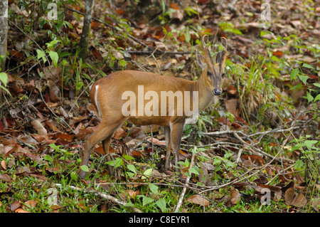 Hirsch, Khao Yai, Nationalpark, Welterbe, Website, Thailand, Asien, Tier Stockfoto