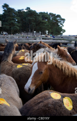 Pferde New Forest Pony Verkauf Hampshire, UK Stockfoto