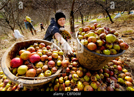 Kommissionierer sammeln die Jahre Mostäpfel während der Ernte in einem traditionellen Apfelwein-Obstgarten in Devon, Großbritannien Stockfoto