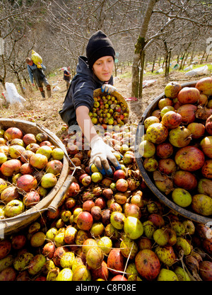 Kommissionierer sammeln die Jahre Mostäpfel während der Ernte in einem traditionellen Apfelwein-Obstgarten in Devon, Großbritannien Stockfoto