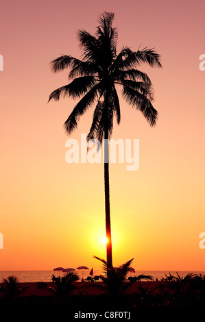 Sonnenuntergang, Palm Tree, Khuk Khak Beach, Khao Lak, Thailand, Asien, Strand Stockfoto