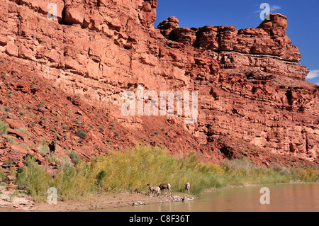 Wüste, Dickhornschaf, Bighorn Schafe, OVIS CANADENSIS NELSONI, San Juan River in der Nähe von Bluff, Colorado Plateau, Utah, USA, United S Stockfoto