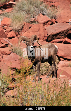 Wüste, Dickhornschaf, Bighorn Schafe, OVIS CANADENSIS NELSONI, San Juan River in der Nähe von Bluff, Colorado Plateau, Utah, USA, United S Stockfoto