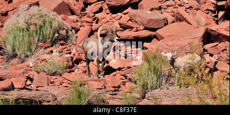 Wüste, Dickhornschaf, Bighorn Schafe, OVIS CANADENSIS NELSONI, San Juan River in der Nähe von Bluff, Colorado Plateau, Utah, USA, United S Stockfoto