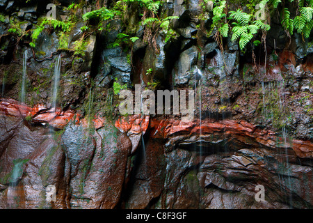 25 Fontes, Portugal, Europa, Madeira, Quellen, Quellen, Wasser, Natur, Felsen, Klippe, Farn Stockfoto