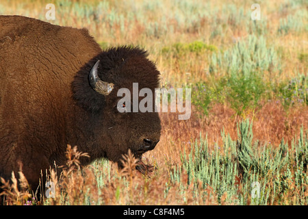 Eine schöne North American Bison grast auf Scheuerbürste im Grasland Stockfoto