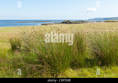 Segge wächst an der Ostküste der Kintyre-Halbinsel, Argyll & Bute, Scotland Stockfoto