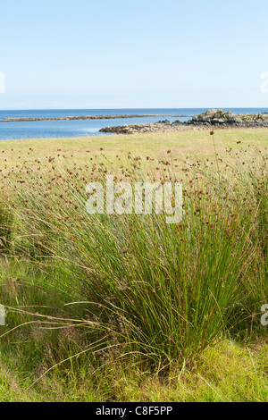 Segge, die an der Ostküste der Halbinsel Kintyre, Argyll & Bute, Schottland UK, wächst Stockfoto