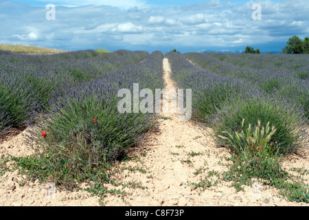 Frankreich, Alpes de Haute-Provence, Provence, Côte d ' Azur, Valensole, Lavendelfeld, Landschaft, Pflanzen, Himmel, Wolken, Gebäude, Con Stockfoto